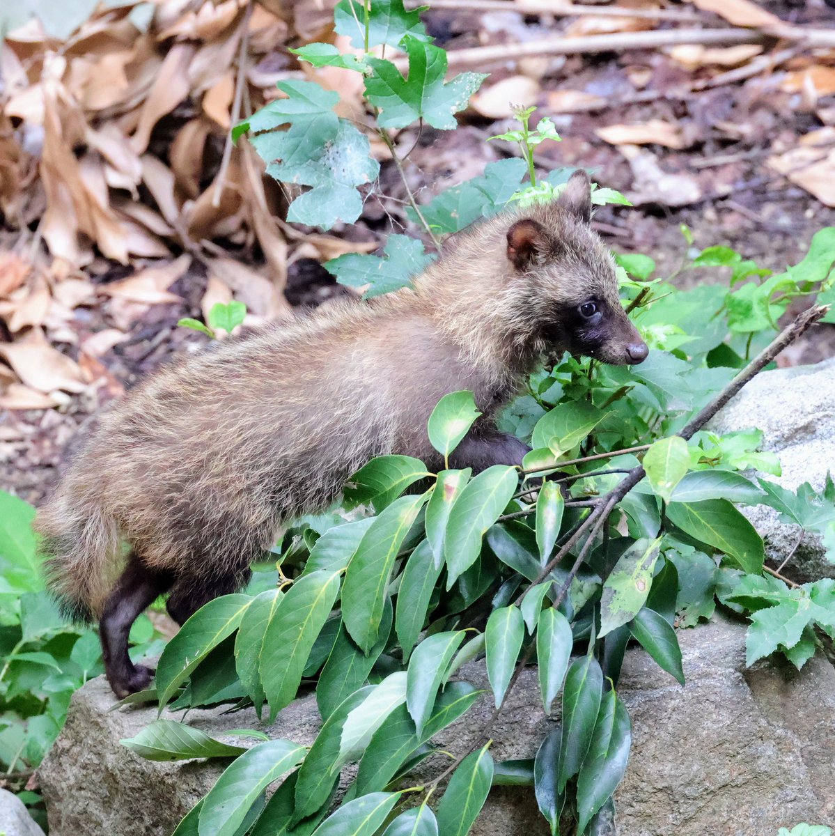 renard0214's tweet image. 緑とたぬき
#とくしま動物園 #tokushimazoo
#ホンドタヌキ #racoondog #tanuki
#ナッツ か #クルミ
📷️2025.07