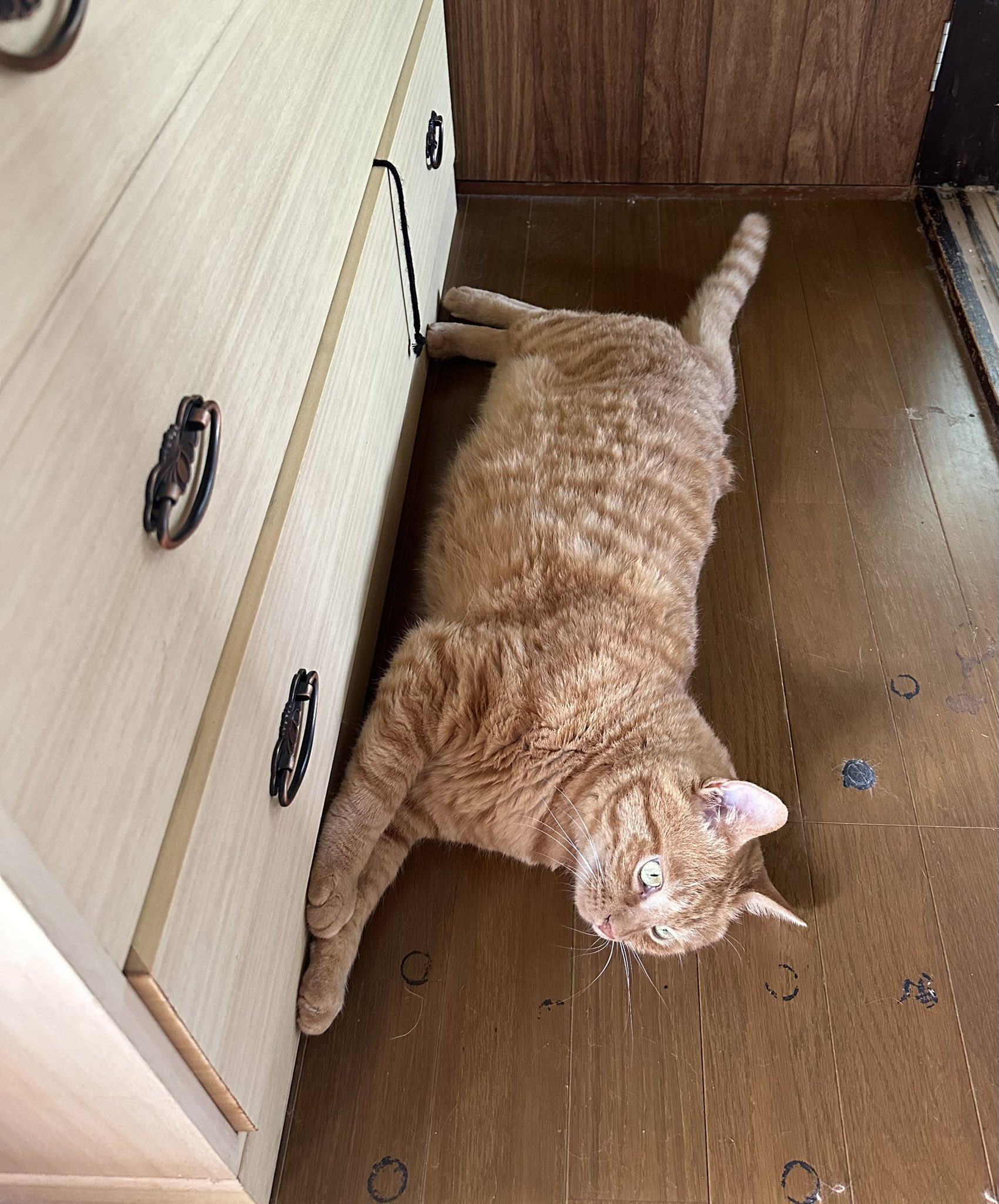 【はなねこ】天然木桐たんす 桐箪笥 タンス 5段 衣類収納 着物収納 桐たんす 幅100.5cm 高さ