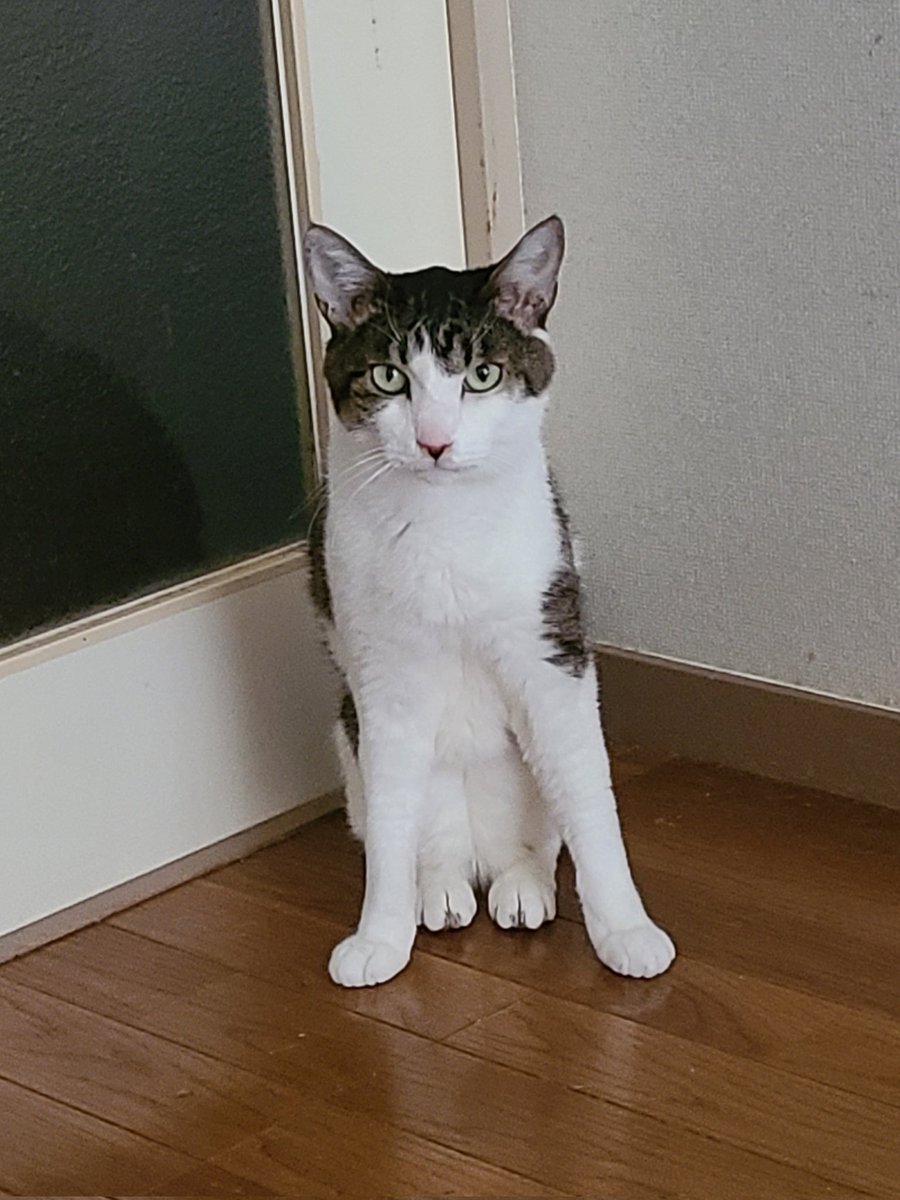 sei_satb's tweet photo. ごめんなさい。出掛けます。
通してください。 https://t.co/klxXihy1N5