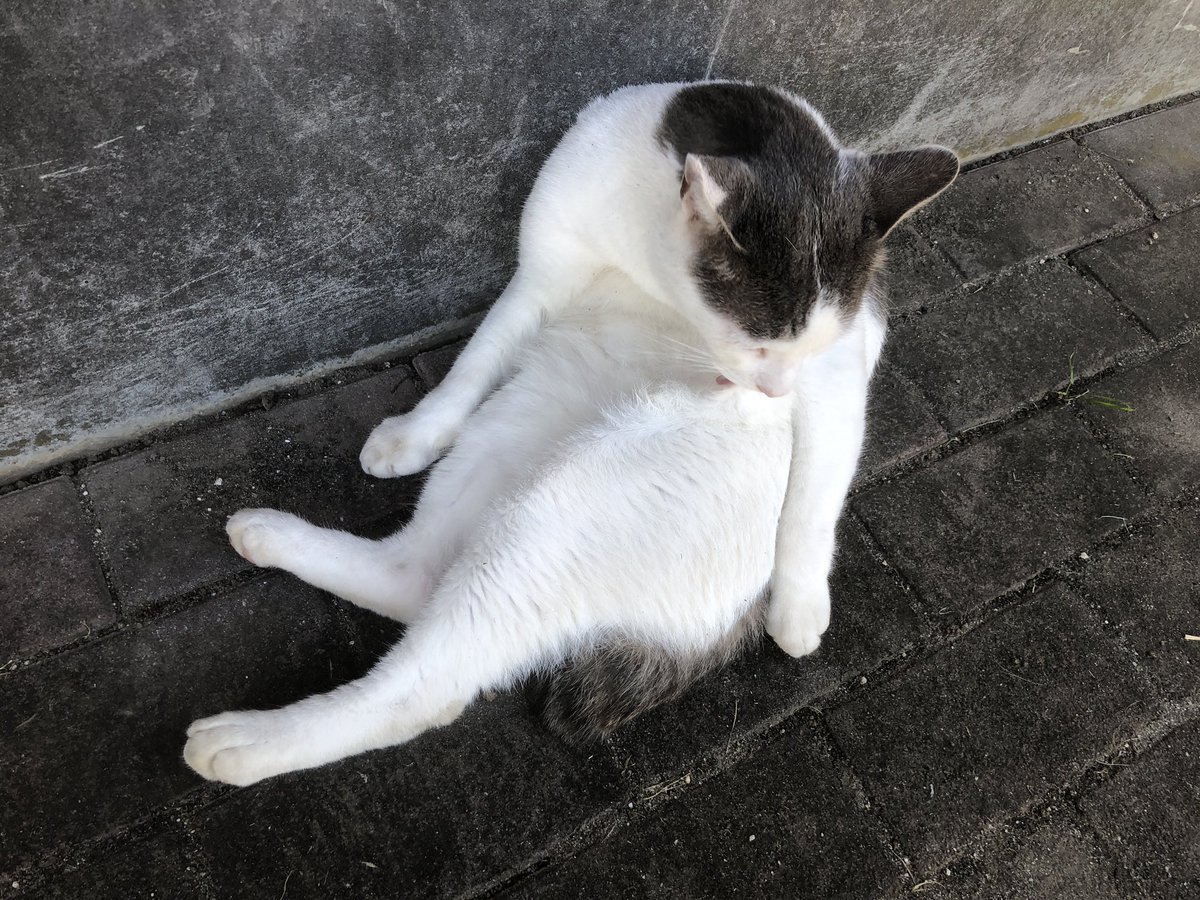 lunchbox_mg's tweet photo. 野良ぬこもリラックス

#野良ねこ https://t.co/0RQXnddiIC