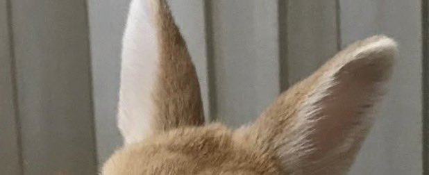 sionisrabbit's tweet image. 