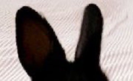 sionisrabbit's tweet image. 