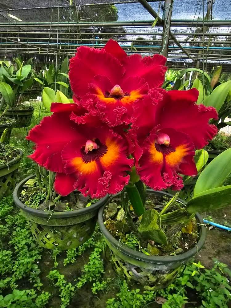 74ceff6b903445b's tweet image. Hello dear friends 🙏😄 
Have a beautiful Sunday 🌹