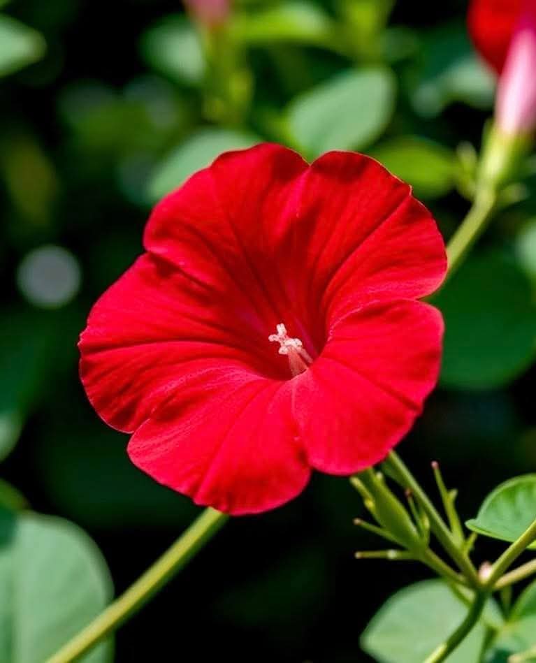 74ceff6b903445b's tweet image. Hello dear friends 🙏😄 
Have a beautiful Sunday 🌹