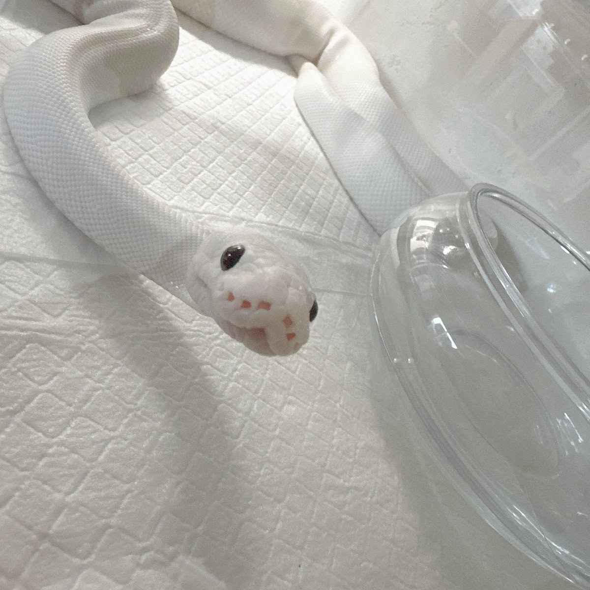 yuyun_8chu's tweet image. お外暑いよおこめぇ〜

\み？/