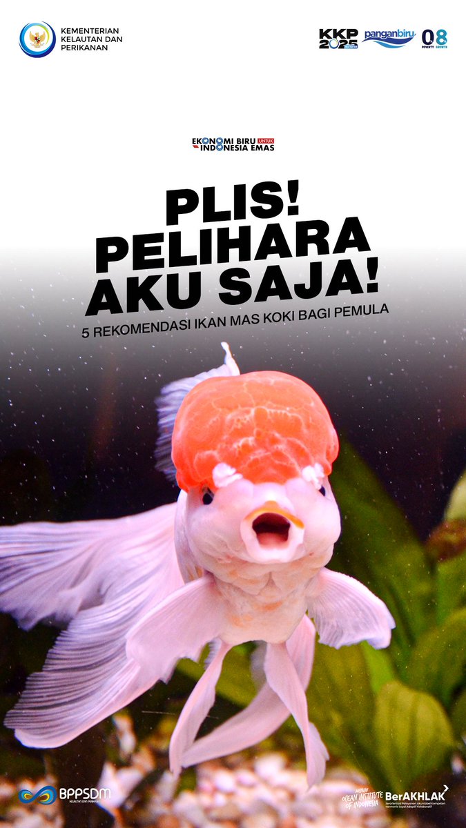 bppsdm_kp's tweet photo. Mimin sih pilih #BlackMoorGoldfish si hitam manis, ya!

#SobatBahari, gemasnya #IkanMasKoki memang paling cocok menghiasi akuariummu. Yakin deh, hari-harimu akan lebih berwarna.

#PanganBiru #2025KKPRiseTogether #SDMKP #SDMUnggul #IkanHias @kkpgoid @saktitrenggono @in_radiarta https://t.co/5DQwX6Dium