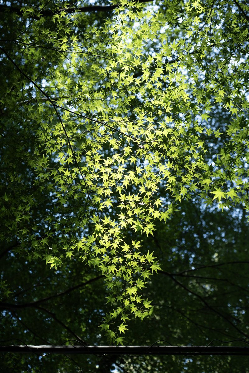 小島樹 tweet media