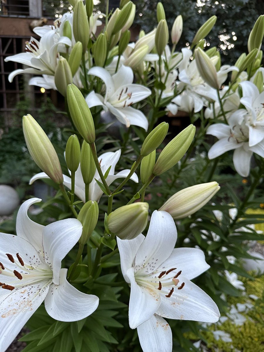 I wish these lilies would bloom all summer long!  💚