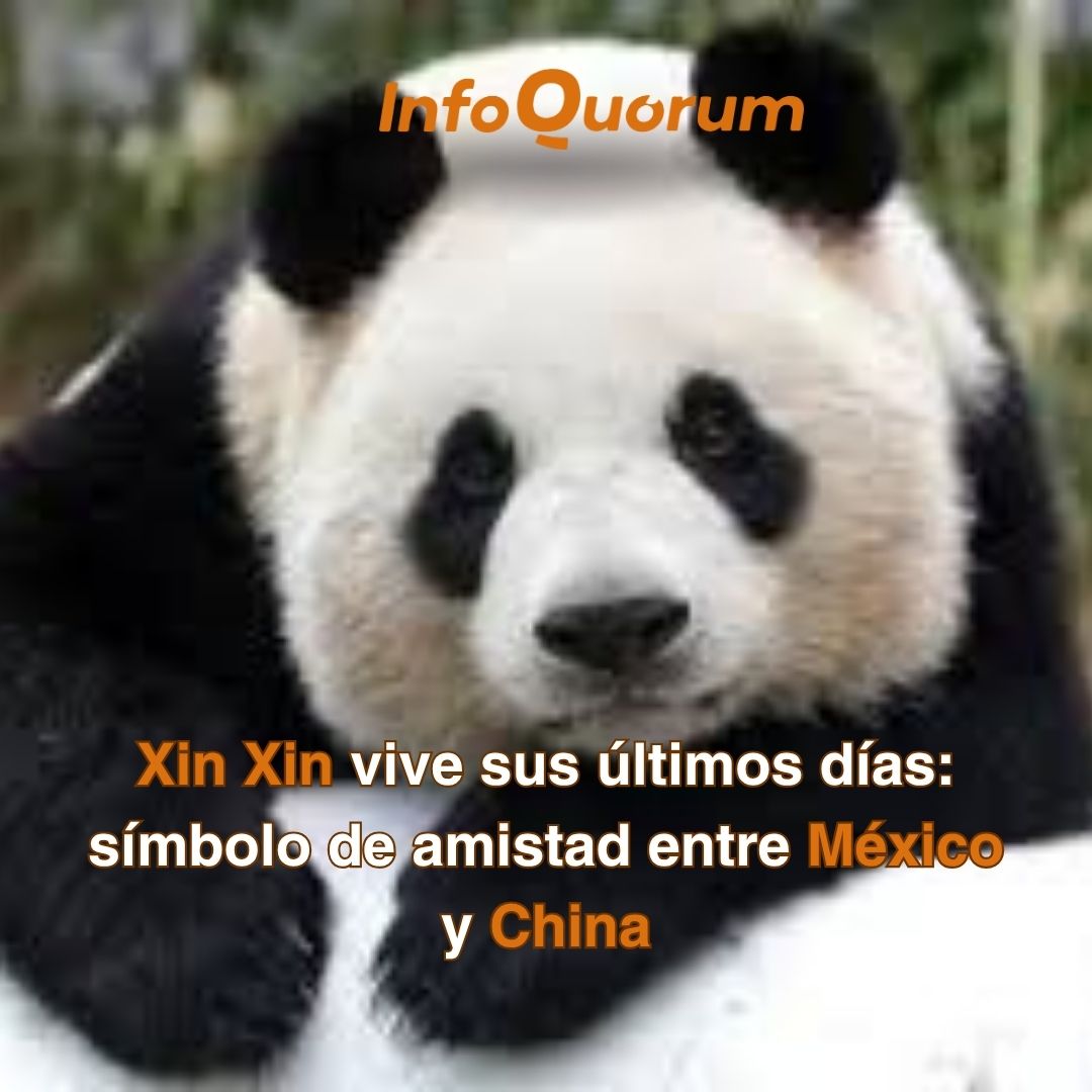 quorum_mx's tweet image. 🇨🇳🐼🇲🇽Con 35 años cumplidos, #XinXin, la última panda gigante #mexicana —y una de las más longevas del mundo— vive sus últimos dias en el #ZoológicodeChapultepec. Nacida en 1990, es descendiente directa de la histórica pareja  por #China en los años 70.

🧬 Producto de un…