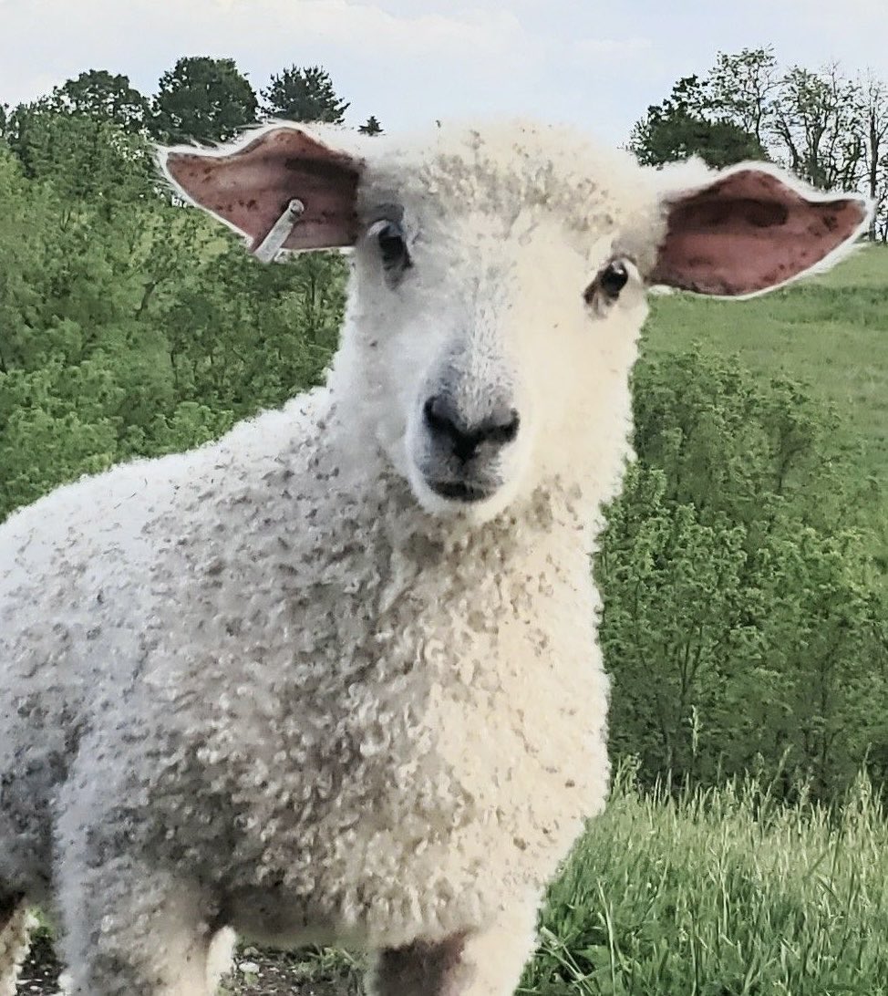 lambning's tweet image. 