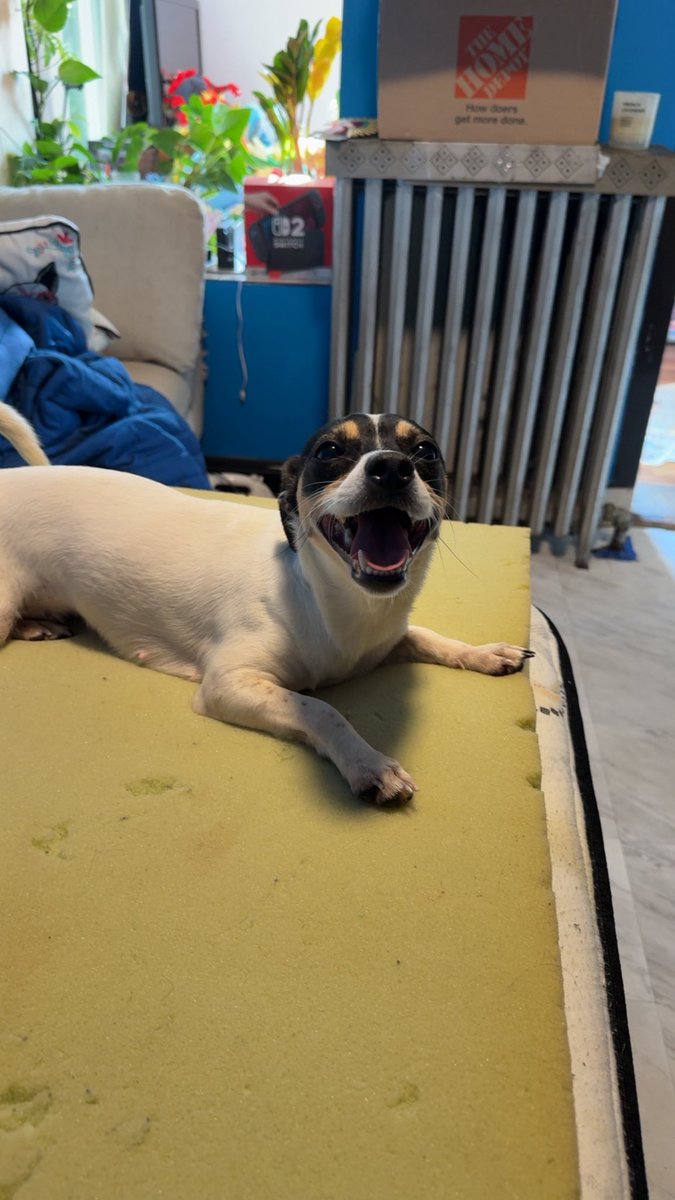 Fer06_'s tweet image. after giving her away to the neighbors she’s finally back.