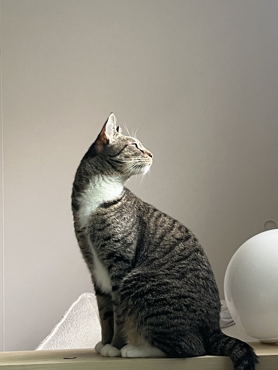 Mungbeanster's tweet image. lethal side profile
