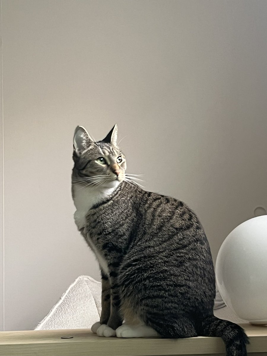 Mungbeanster's tweet image. lethal side profile
