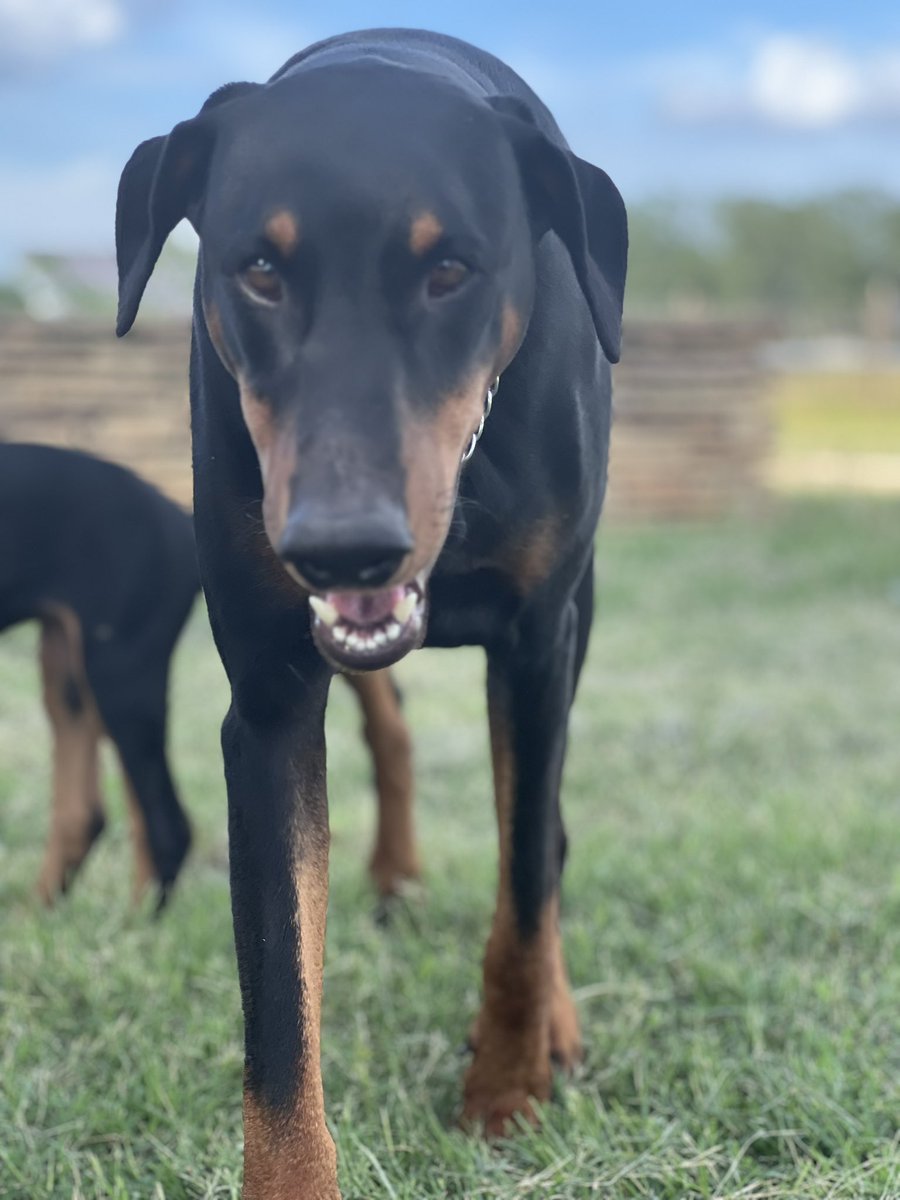 LndryPool's tweet image. Havoc &amp;amp; Hades (and one day a third named Hydra)