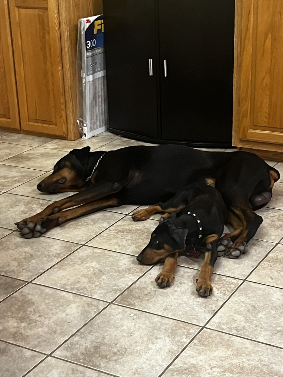 LndryPool's tweet image. Havoc &amp;amp; Hades (and one day a third named Hydra)