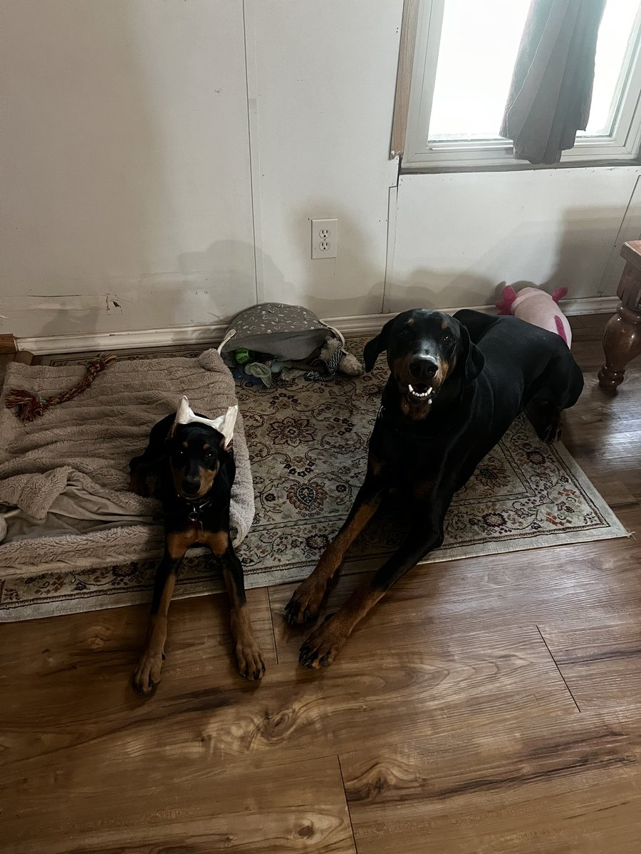 LndryPool's tweet image. Havoc &amp;amp; Hades (and one day a third named Hydra)