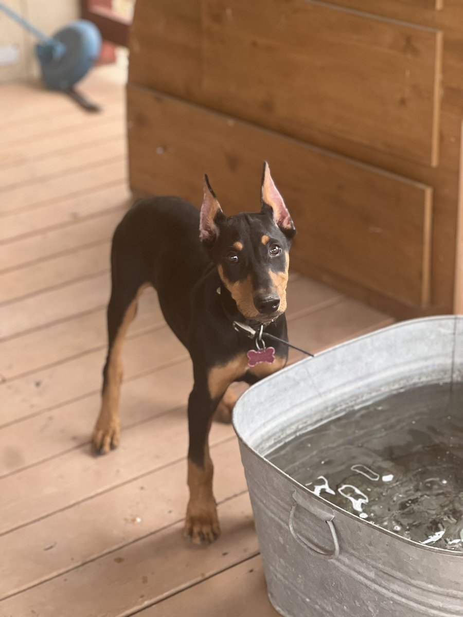 LndryPool's tweet image. Havoc &amp;amp; Hades (and one day a third named Hydra)