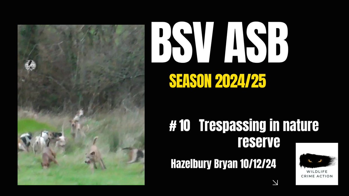 We are now in to double figures for the number of anti-social behaviour incidents involving the BSV hunt, last season. 

This was another of those mad days when the huntsman lost his hounds as they ran out of control across private land, including this camp site and private