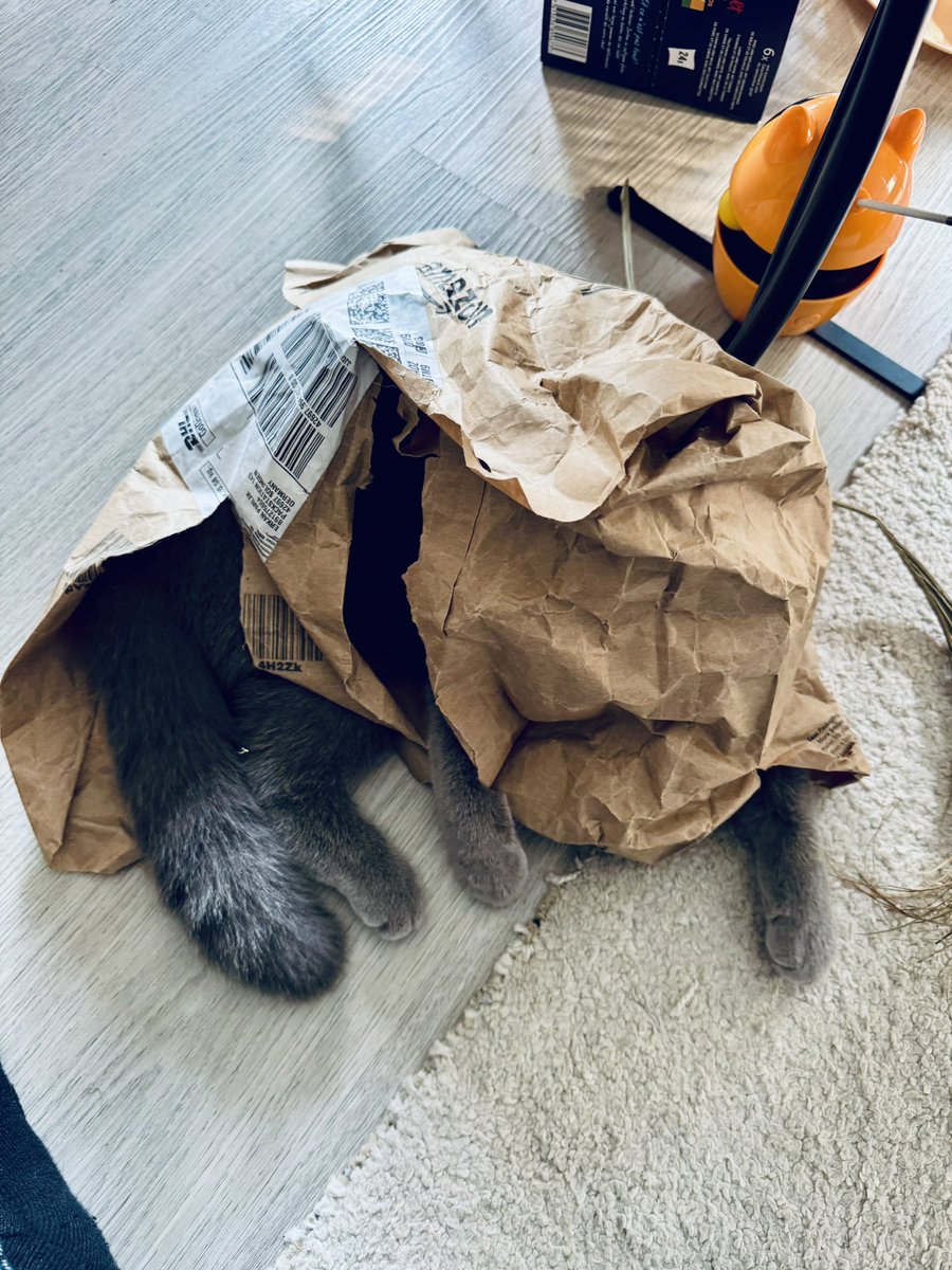 Wo ist die Katze 🤣🤣🤣Kedi nerede🤣🤣Where is the cat🤣🤣🤣