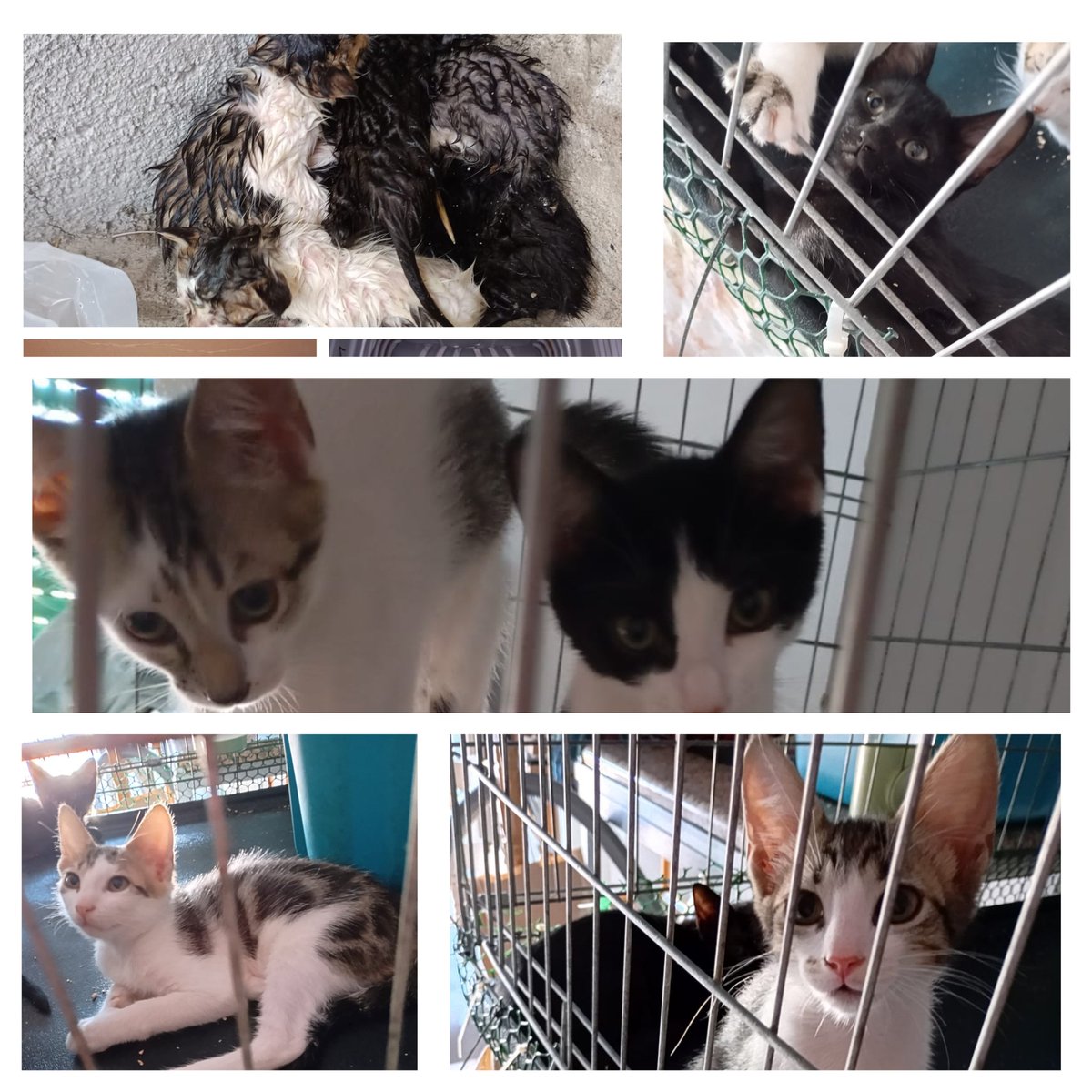 RandagiBaffi's tweet image. I gattini alluvionati, tutti a dire prendeteli, poi spariti. Sabato potrebbero arrivare a Torino in caso contrario ci sarà il nulla. Resteranno in gabbione e dopo si cercherà di rimetterli sul territorio in Calabria. Perché nessuno offre stallo 😔