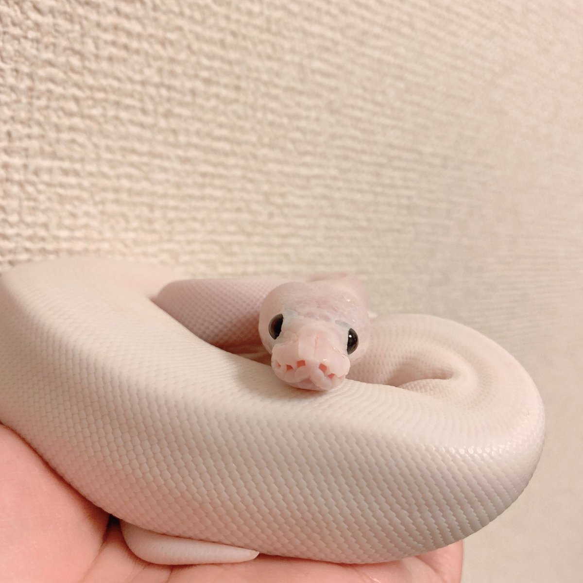 yuyun_8chu's tweet image. #これを見た爬虫類は無言で若い頃の画像を貼る