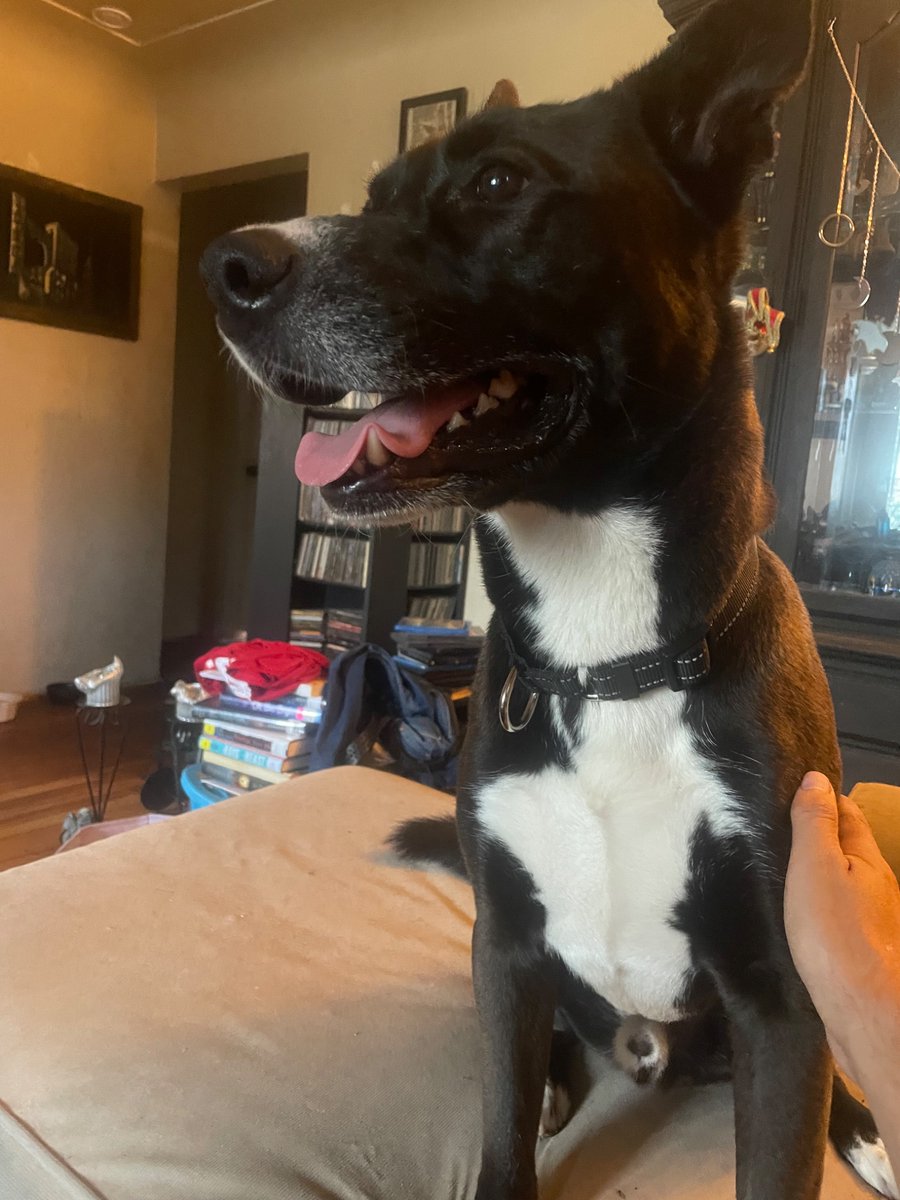 Gino Alfonso tweet media