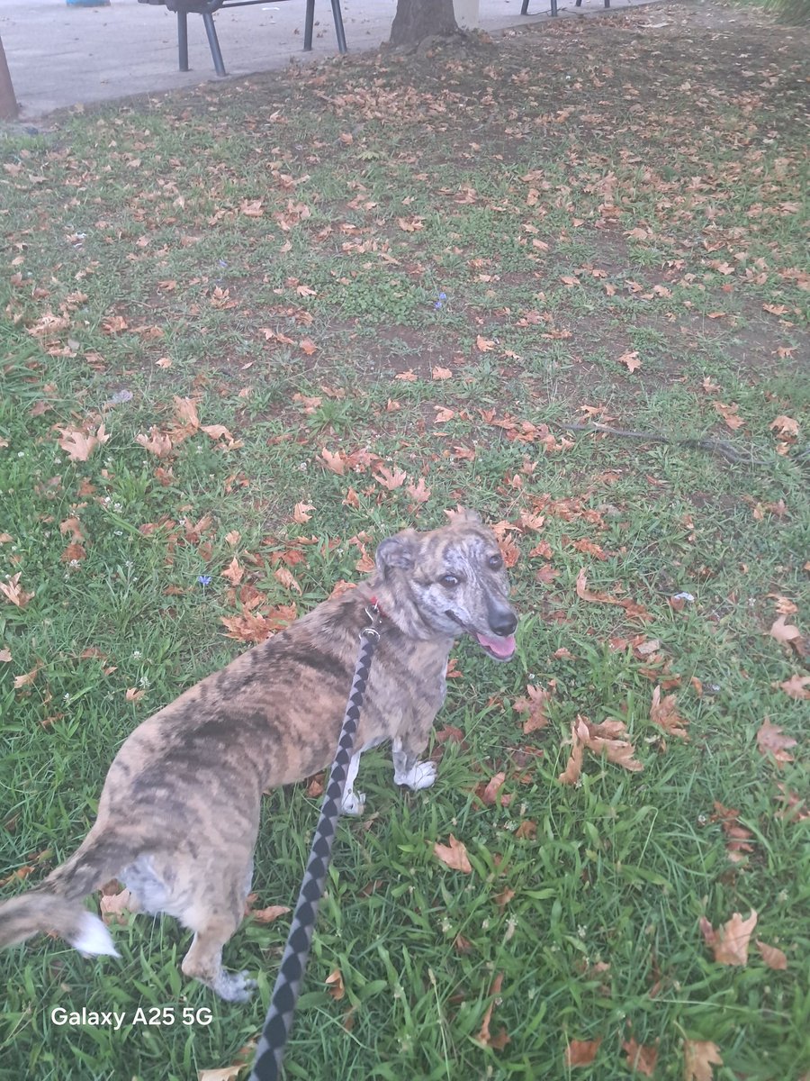 ANASTASIASOURDI's tweet image. Καλημέρα #summer #smiles #Charlotte #AdoptDontShop