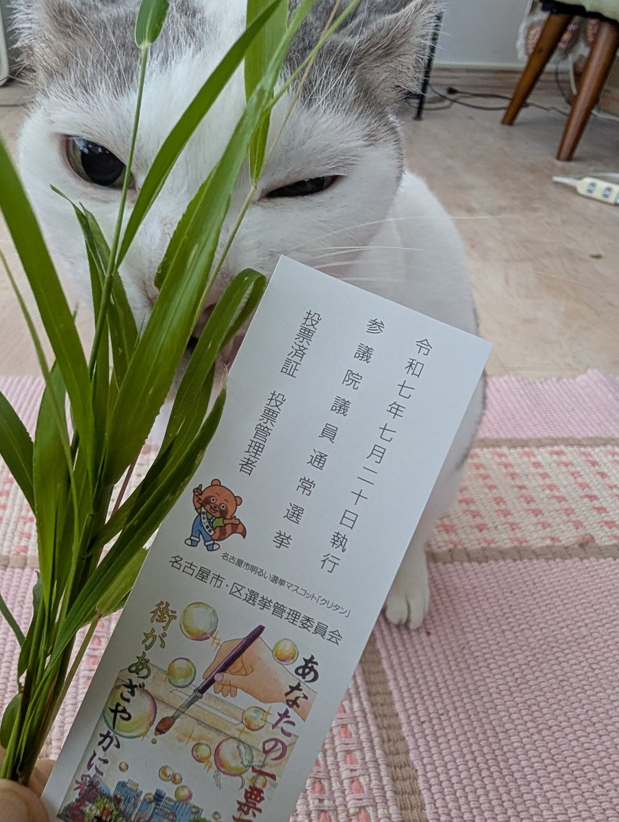qedstorecafe's tweet image. 朝まだ涼しいうちに投票行ってきました。
#差別に投票しない
きちんと国民の方を見る政治をしてほしいと思っています。
帰りにエノコログサをおみやげに。やっぱり天然モノは食いつきがいい。
そのあとでゲーするまでがお約束😅
#参議院議員選挙2025