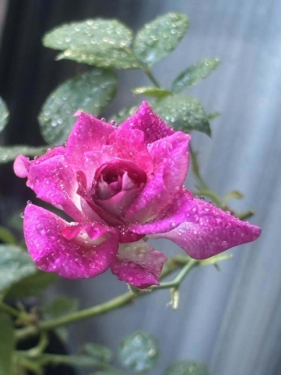 arcanamajor74's tweet photo. Burgundy ice berg rose 
disease resistant, darker hues in cooler temperatures and easy to care for https://t.co/oCT2YGVuug