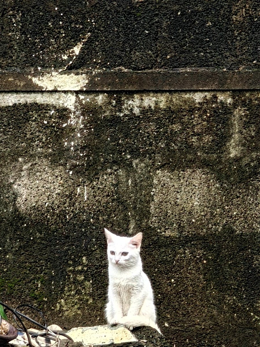 avaninagwann's tweet photo. Found these two emotionally complex marshmallows on the street.
one looks like she’s writing a breakup album in her head.
The other probably runs a secret underground cat mafia. 
Both: 10/10 would steal your snacks and your heart. https://t.co/nzlXDEO52k