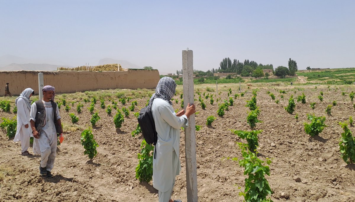 FAOAfghanistan's tweet image. 📷 Grape orchard in Qaisar, Faryab province
With support from @WorldBank, @FAO is helping to establish fruit orchards across Afghanistan, supporting household nutrition and providing income opportunities for rural families.
#FoodSecurity
