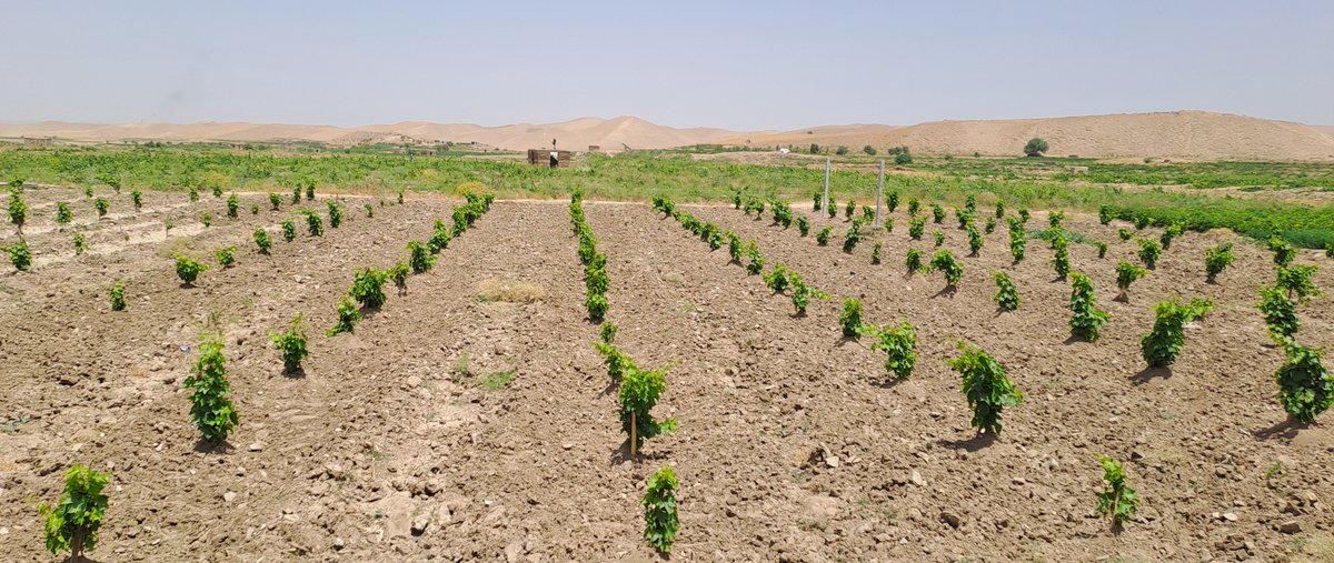 FAOAfghanistan's tweet image. 📷 Grape orchard in Qaisar, Faryab province
With support from @WorldBank, @FAO is helping to establish fruit orchards across Afghanistan, supporting household nutrition and providing income opportunities for rural families.
#FoodSecurity