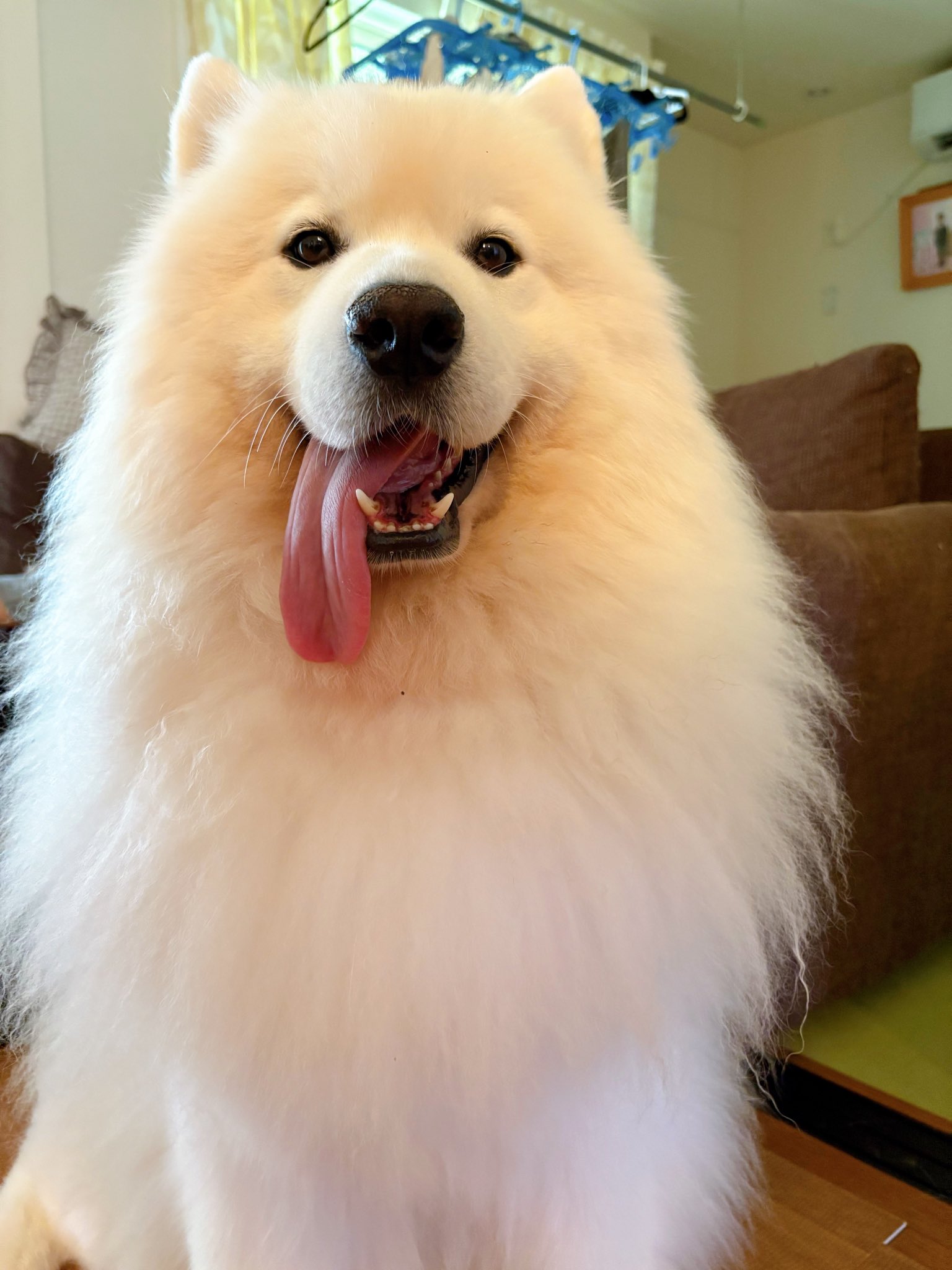 Samoyed サモエド ダウンジャケット サモエドのサニー (@samoyedsunny) / X