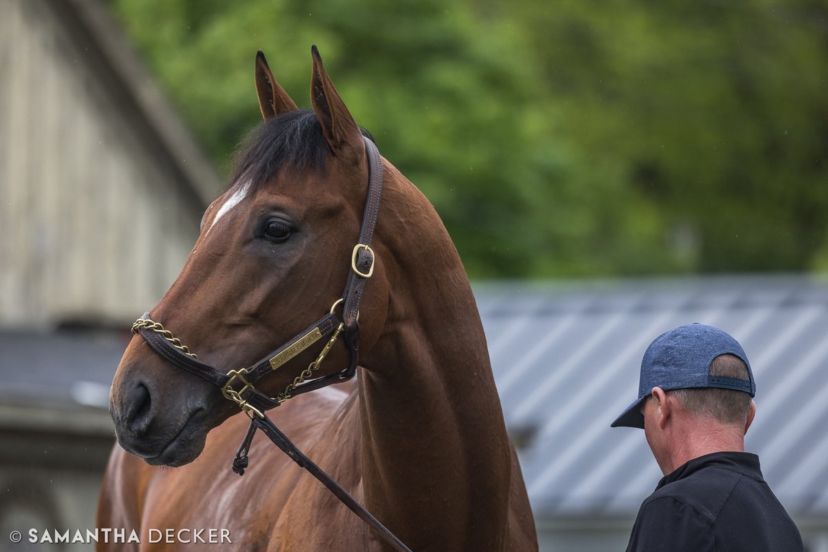 Congratulations to the connections of Journalism, winner of the 2025 Haskell Stakes!