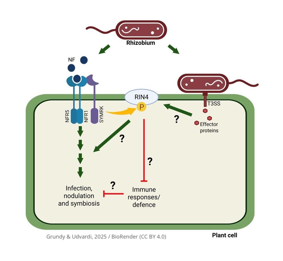 eLife's tweet image. How do plants pick their friends?
A new Insight Article delves into research investigating the symbiotic relationship between legumes, such as soybean, and #rhizobia bacteria and the central role of protein RIN4.
elifesciences.org/articles/10811…
#Symbiosis