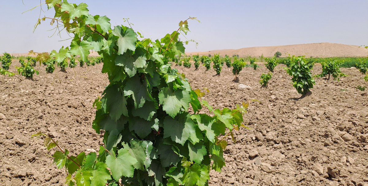 FAOAfghanistan's tweet image. 📷 Grape orchard in Qaisar, Faryab province
With support from @WorldBank, @FAO is helping to establish fruit orchards across Afghanistan, supporting household nutrition and providing income opportunities for rural families.
#FoodSecurity
