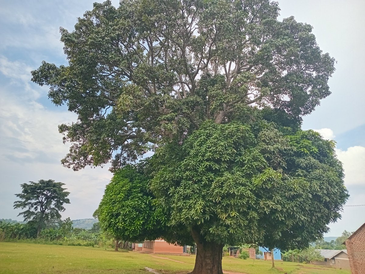 U_E_C_O's tweet image. We found this old mango tree at Kituntu opharnage P/S. Someone, many years ago, chose to plant this mango tree not for themselves, but for generations they would never meet. At UECO, we continue to believe in this vision. Every tree planted, it's all for a better tomorrow. UECO