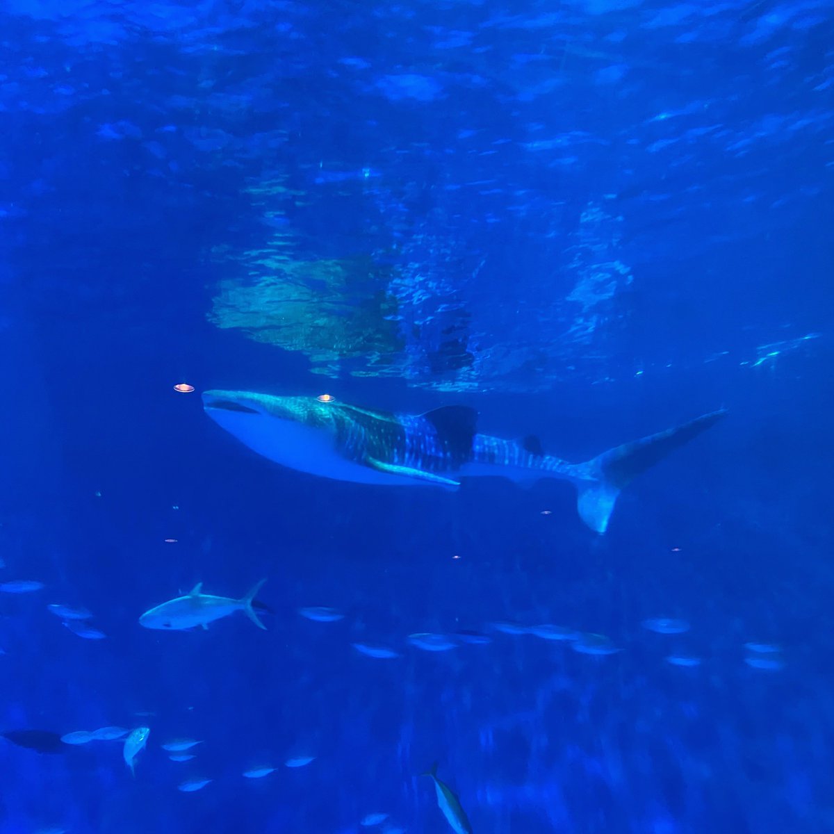 YKMOnyan's tweet image. 友人と鹿児島旅行中〜

今日はオープンと同時に鹿児島水族館いおワールドへ🐟

桜島は先日噴火したみたい🌋硫黄の臭いが....