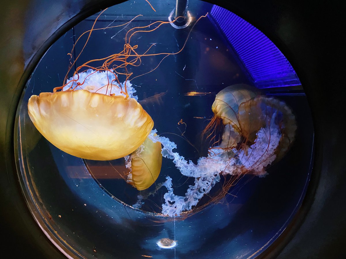 YKMOnyan's tweet image. 友人と鹿児島旅行中〜

今日はオープンと同時に鹿児島水族館いおワールドへ🐟

桜島は先日噴火したみたい🌋硫黄の臭いが....