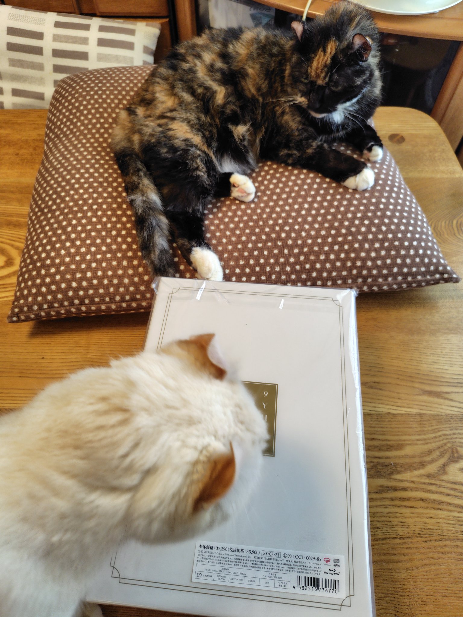 みつねこ。ページ♡ 🐱 #世界猫の日