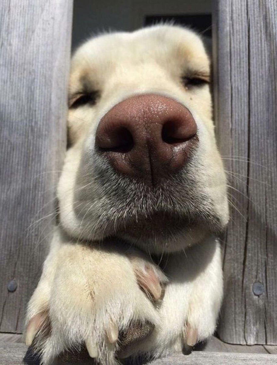 💖 (@twaniimals) on Twitter photo 