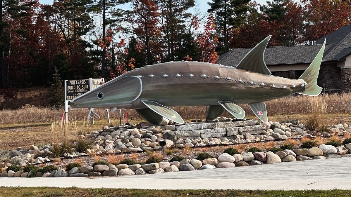 PureMichigan's tweet image. Officially petitioning for Lake Sturgeon week. A Great Lakes great. Way more mellow than sharks. And a lot less teeth.