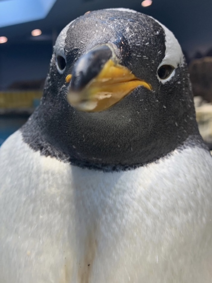 ジェンツーマッスル。 #長崎ペンギン水族館 #penguin #長崎 #長崎観光