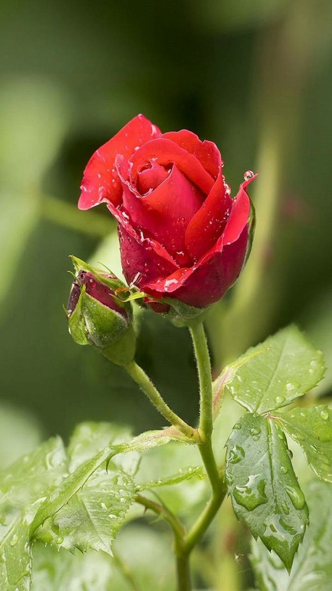 _mirror_image_'s tweet image. una rosa per dipingere ogni cosa