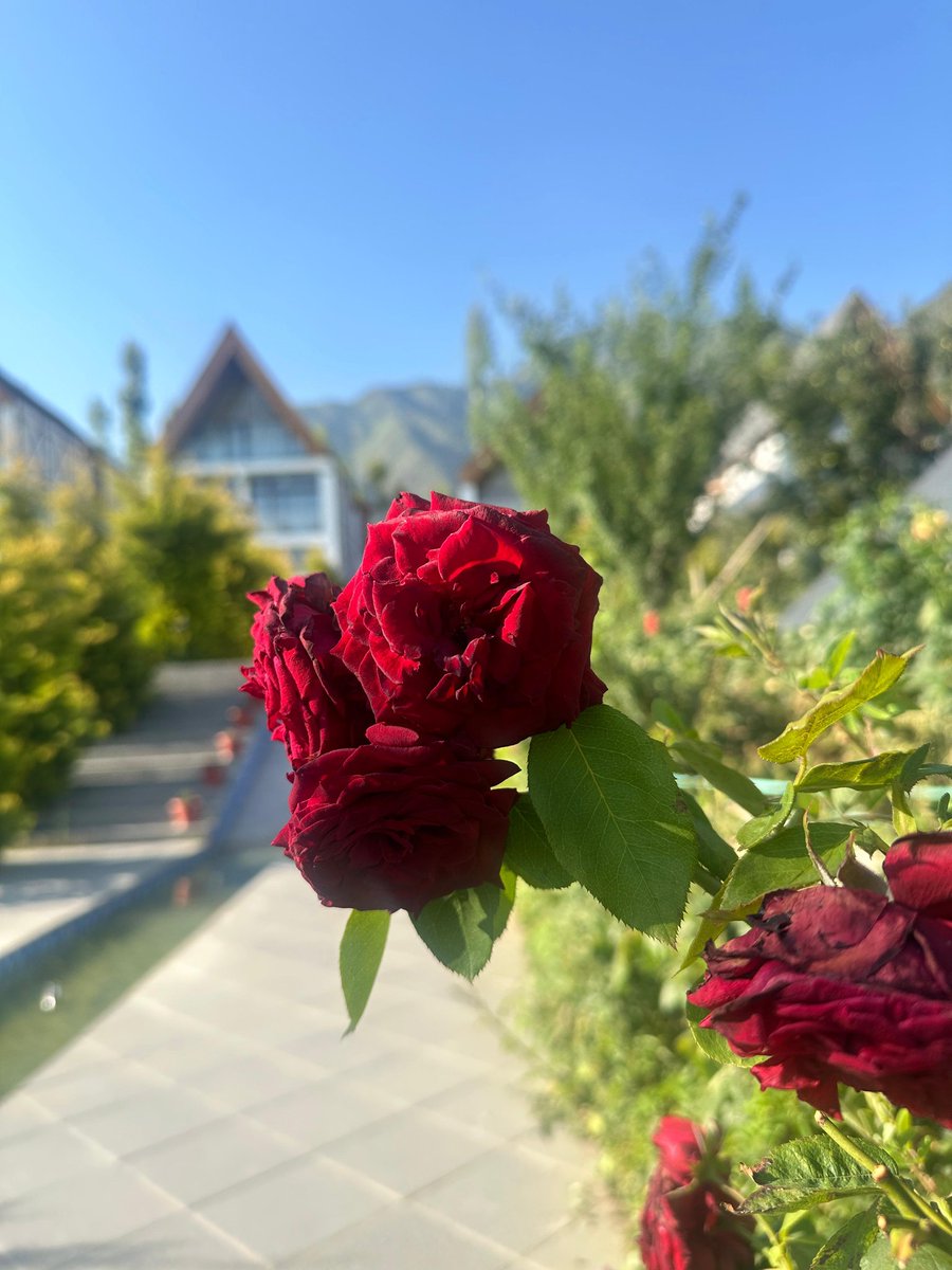 sunsetmusk's tweet image. Let this be the season, you come back to life too.