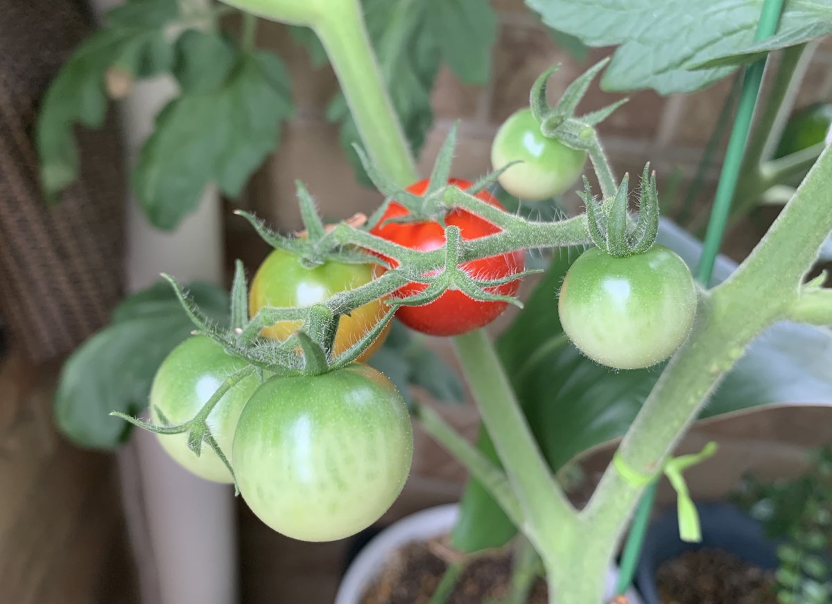 細々と収穫してってる、
プチトマト🍅
