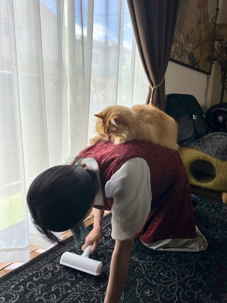 NEKOLAND13's tweet image. 『取っても取っても猫の毛が！！』と言ってる妻の背中でくつろぐ猫。