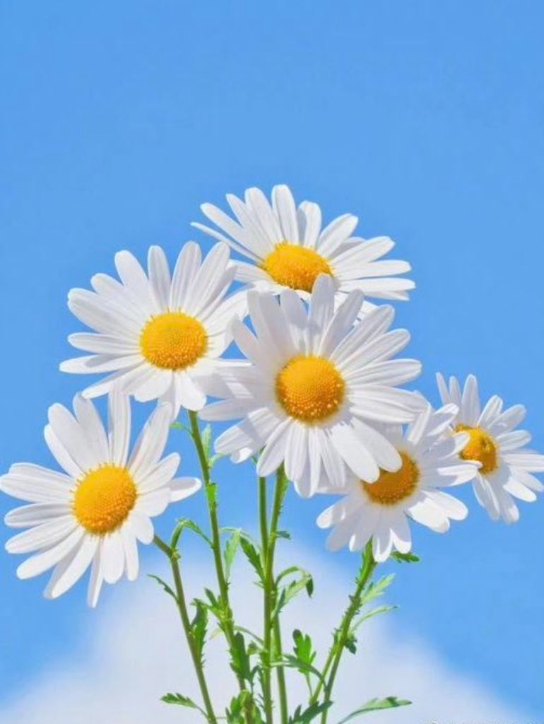 Günaydın 🍃🌼🌿 G.morning friends ☕️🦋