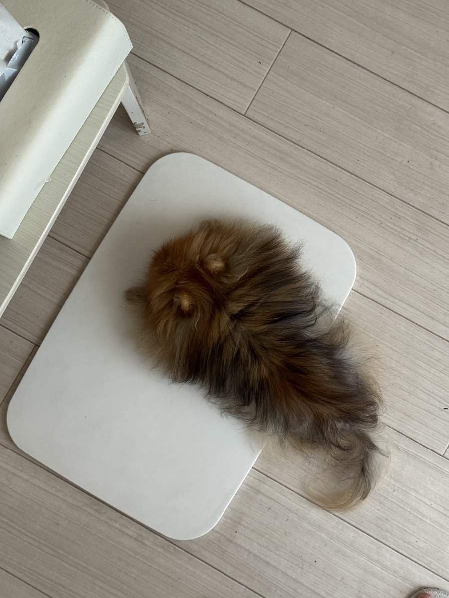 jun_pomeranian's tweet image. エビフライ落ちてる