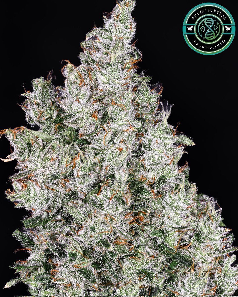 Privatebreeds's tweet image. Pineapple Fusion x ((Amnesia Haze x Jack Herer) x (Super Silver Haze x Appalachia))
The effects from this strains is intensely mind-bending striking you swiftly and powerfully. Ideal pick if you’re aiming to feel uneasy in public with your heart pulse racing 😆. This phenotype…